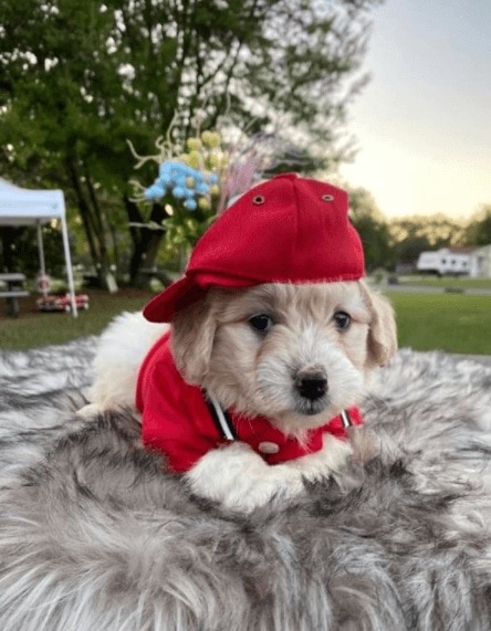 Cute Lakeland, FL Goldendoodles Sporty Look