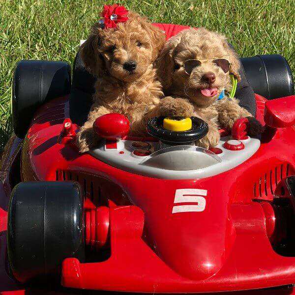 Racecar Goldendoodles Orlando, FL