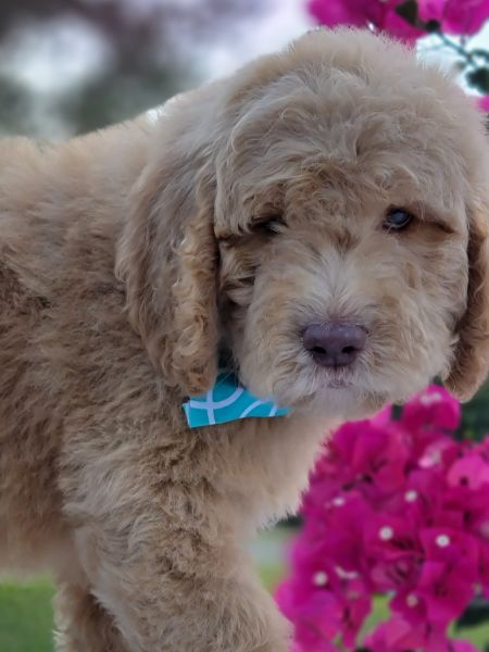 Peter - Standard Goldendoodle - Male - Goldendoodles By Aggie