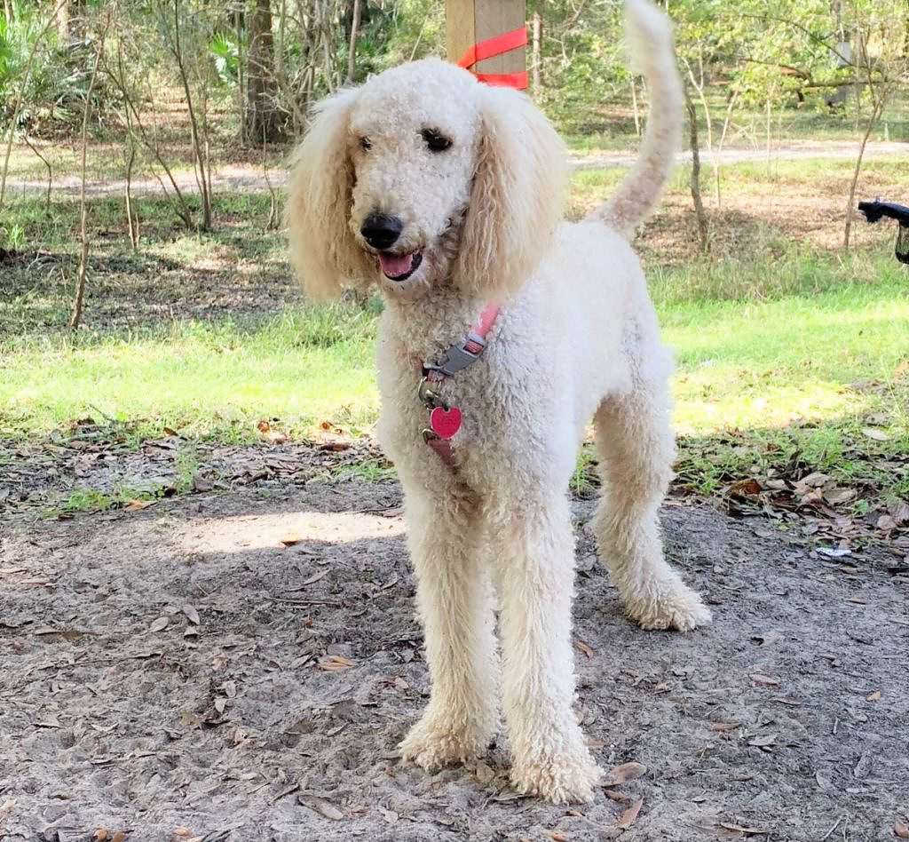 Julie Standard Goldendoodle Female F1 Goldendoodles By Aggie