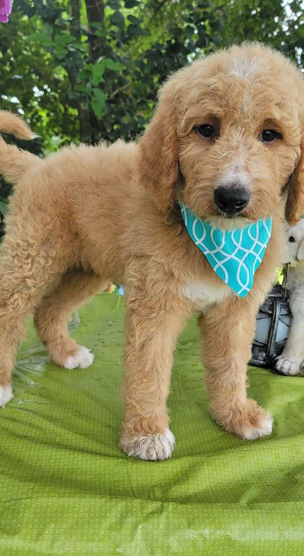 Standard - Kobe - Male - Goldendoodles By Aggie