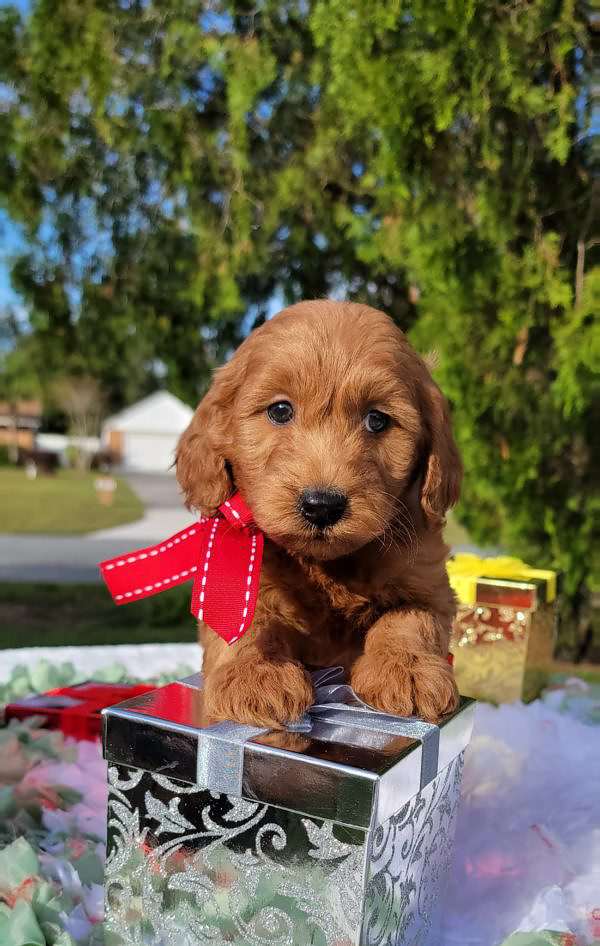 Miniature - Marley - Male - Goldendoodles By Aggie