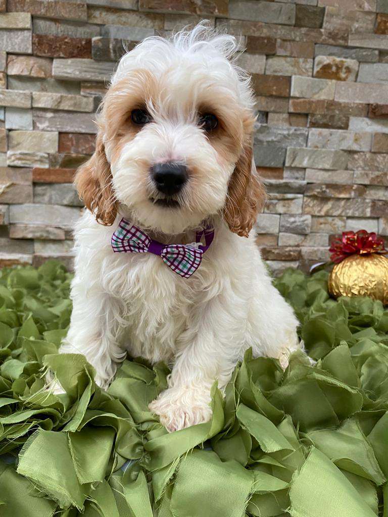 2060dcf0 e5ba 4875 8d39 05a670124376