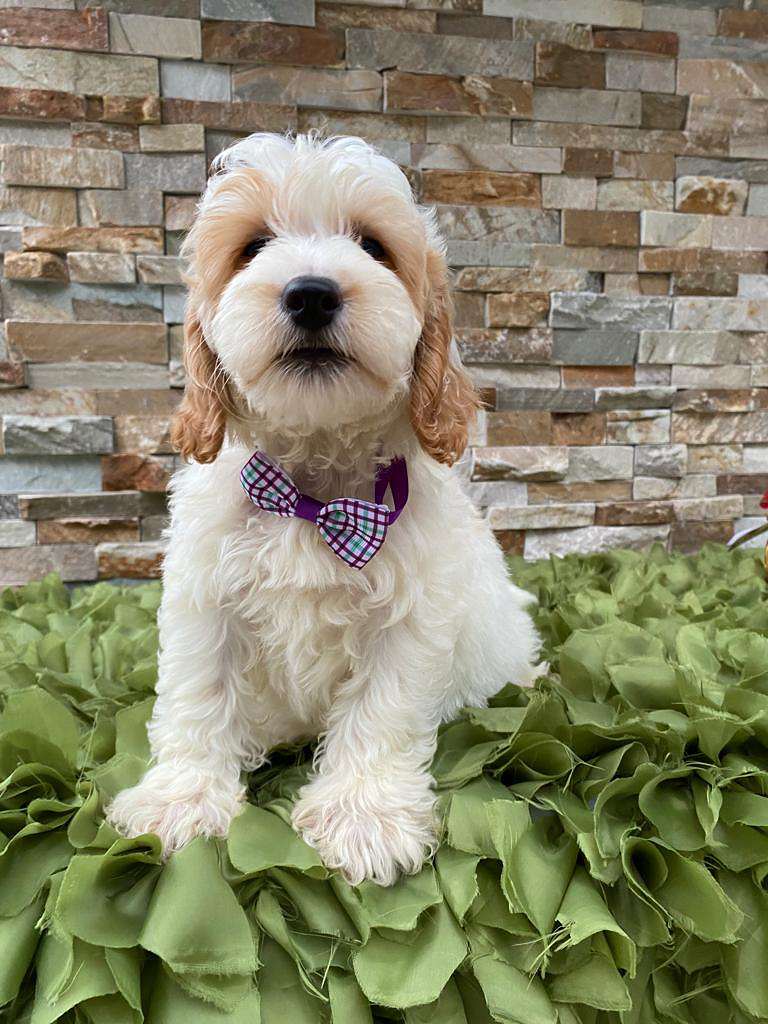 6c0f9e82 e6a7 462e bc87 98d1920f9027