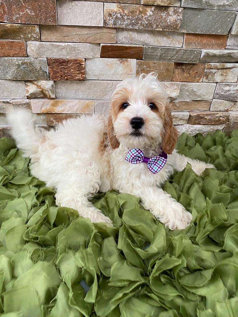 bdeec5e6 f18d 4c5f 94c5 462d1b79fd99