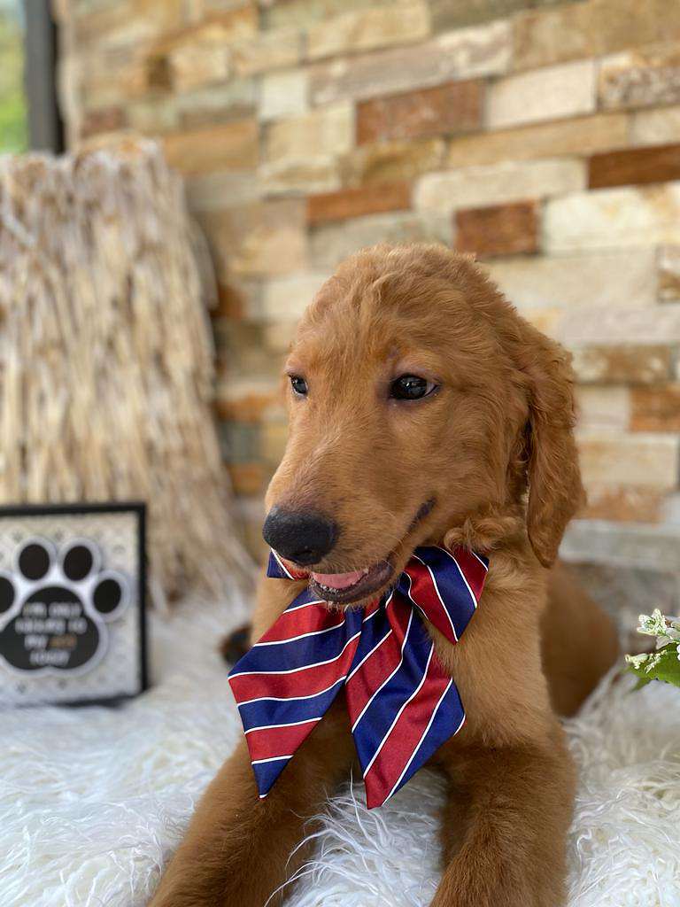 703f7e01 e347 4bc8 90a2 7b0a6d7b4baf