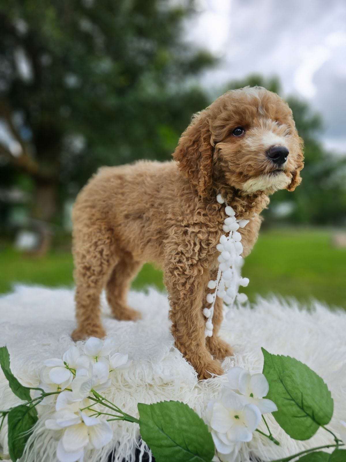 Standard - Maple - Male - Goldendoodles By Aggie