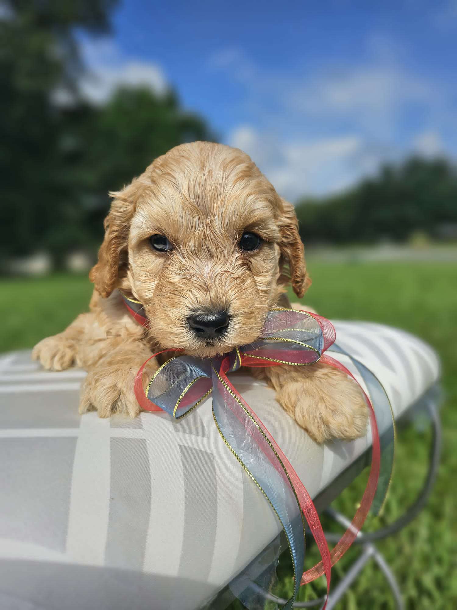 Mini - Marley - Male - Goldendoodles By Aggie