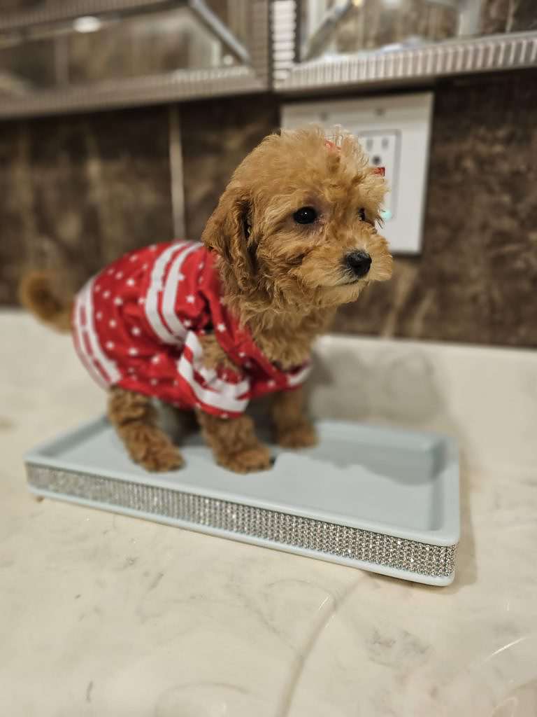 Micro – Mia – Female – Goldendoodles By Aggie