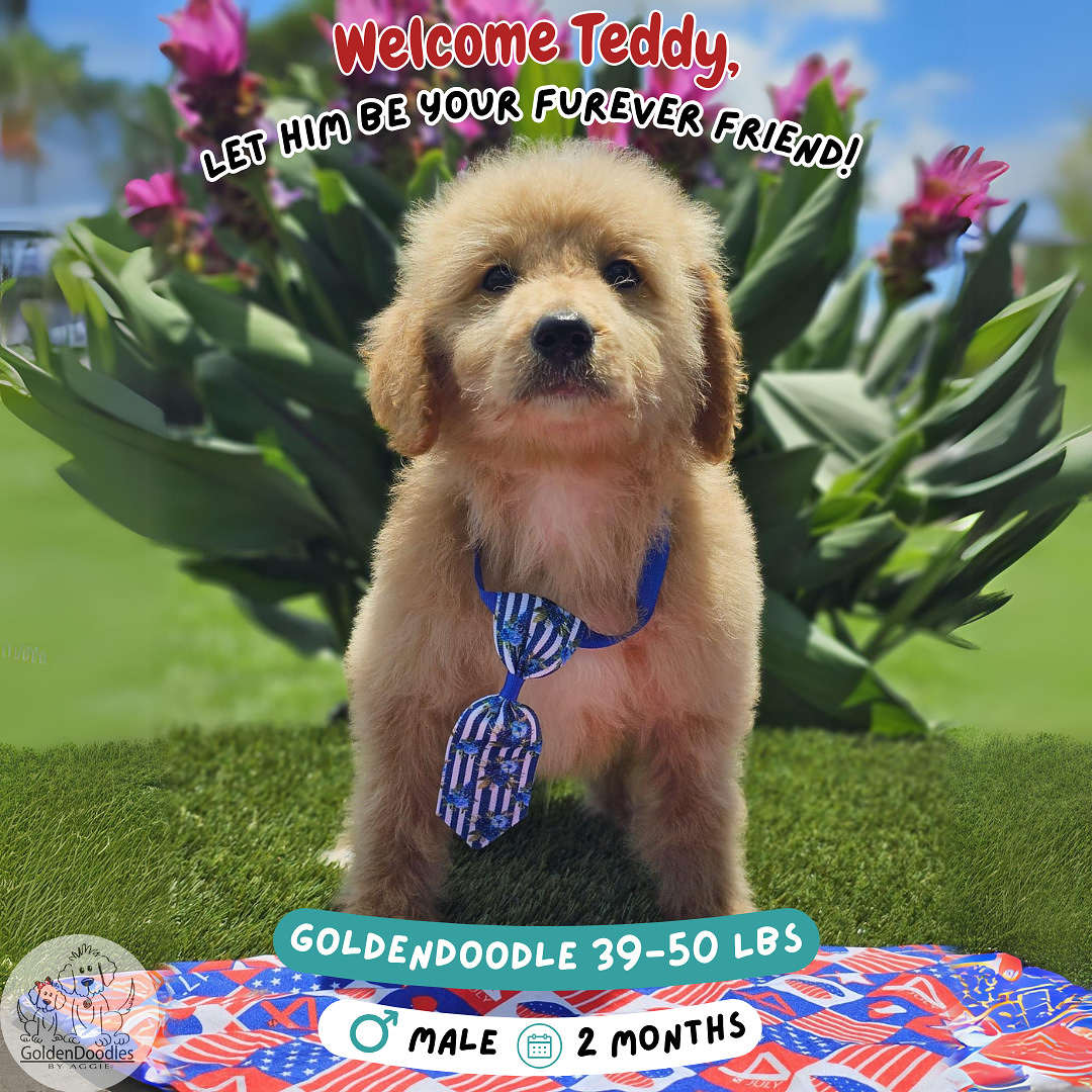 Medium Teddy Male Goldendoodles By Aggie medium-teddy-male-goldendoodles-by-aggie