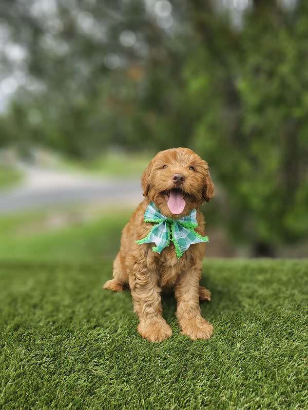 Miniature - Beau - Male - Image 2