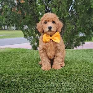 Miniature - Champ - Male