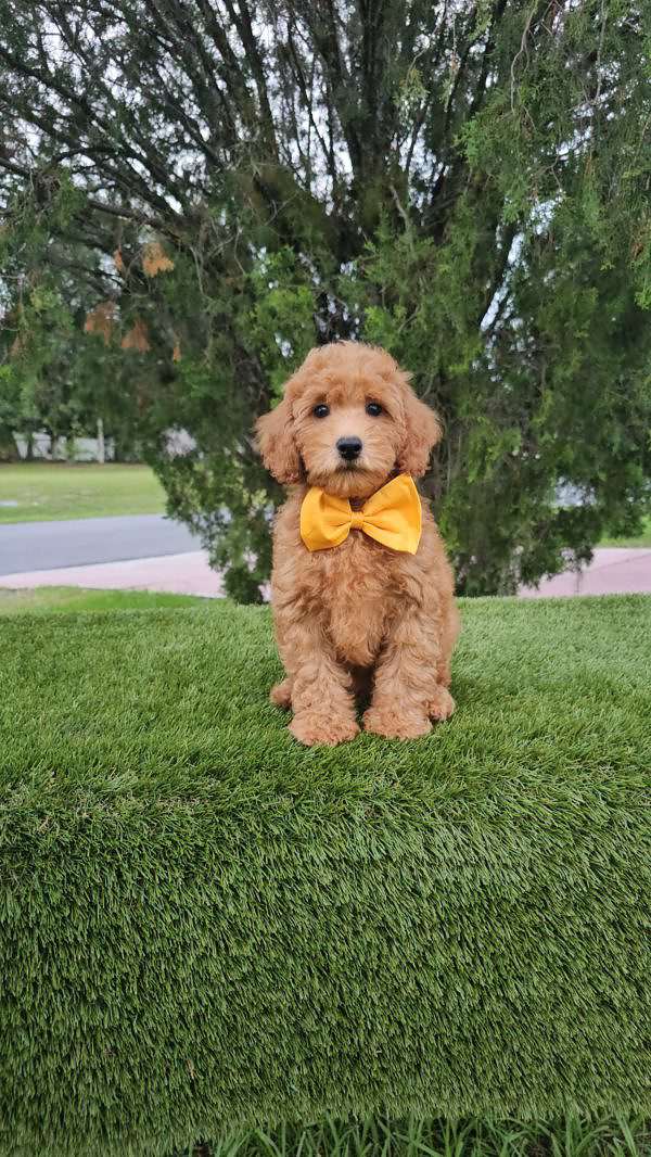 Miniature - Champ - Male