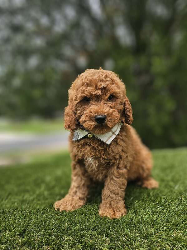 Miniature - Remy - Male - Image 6