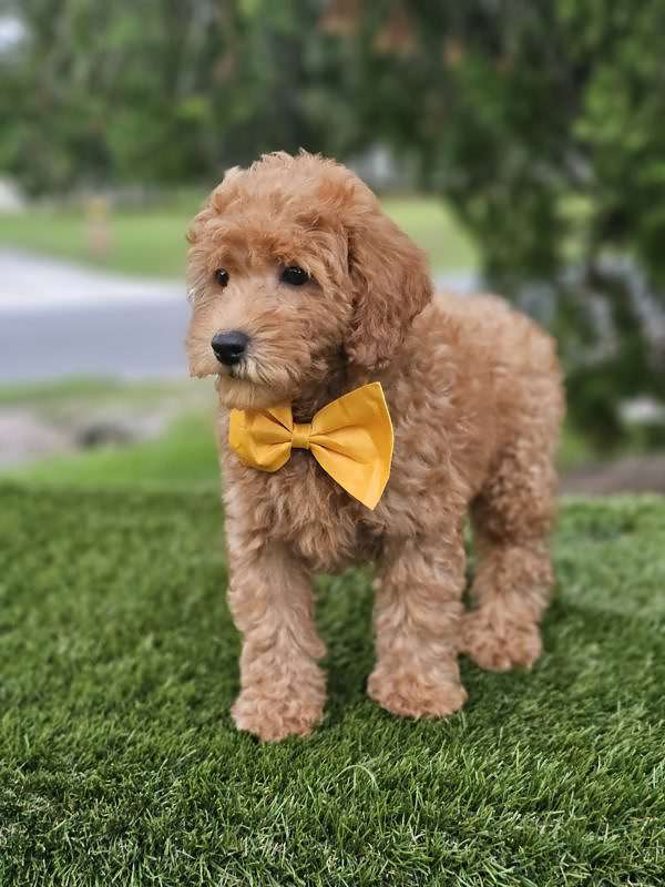 Miniature - Champ - Male - Image 2