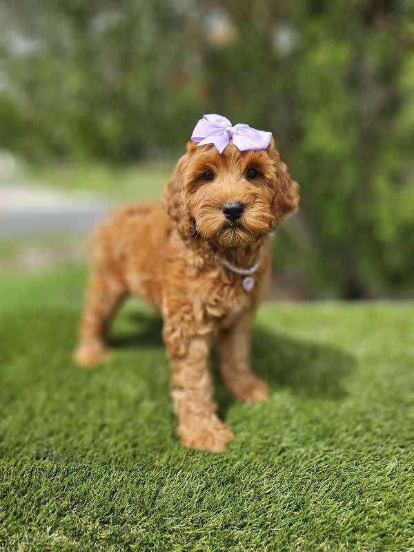 Miniature - Sassy - Female - Image 3