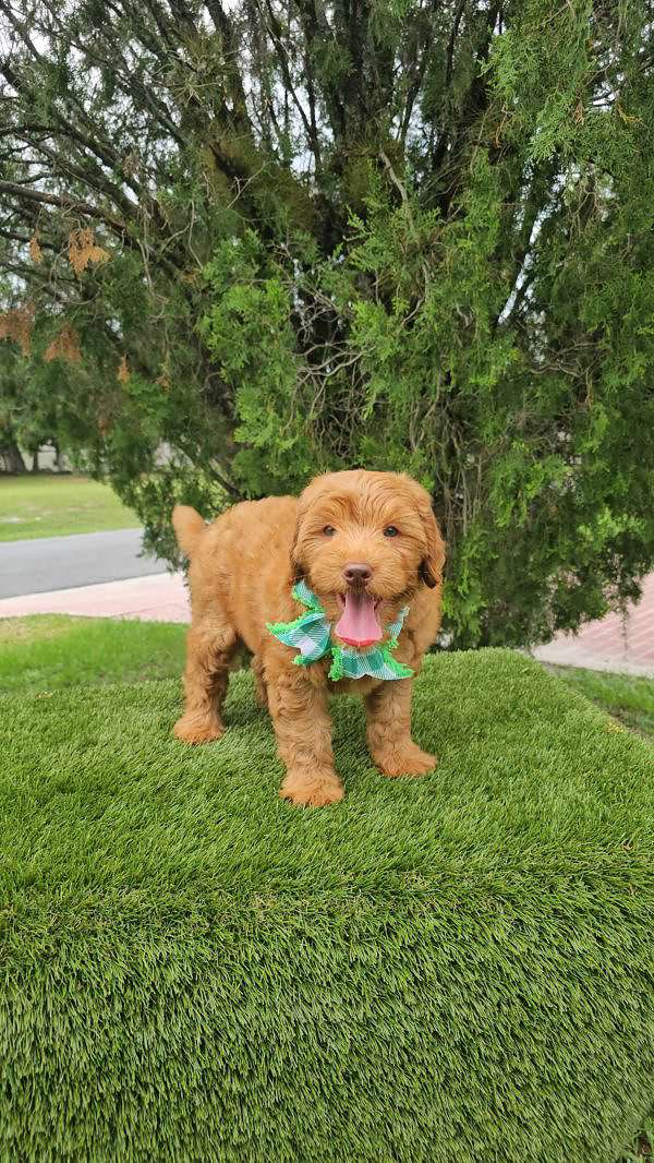 Miniature - Beau - Male - Image 5