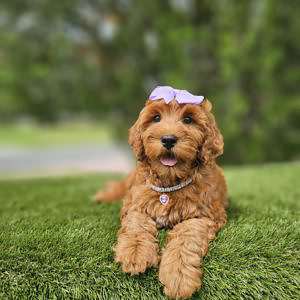 Miniature - Sassy - Female
