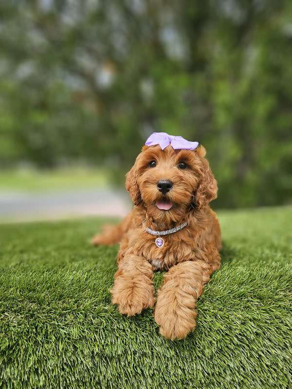 Miniature - Sassy - Female