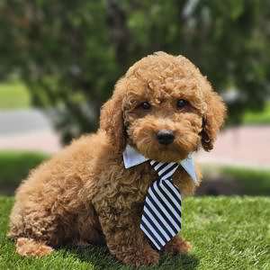Toy - Cinnamon - Male