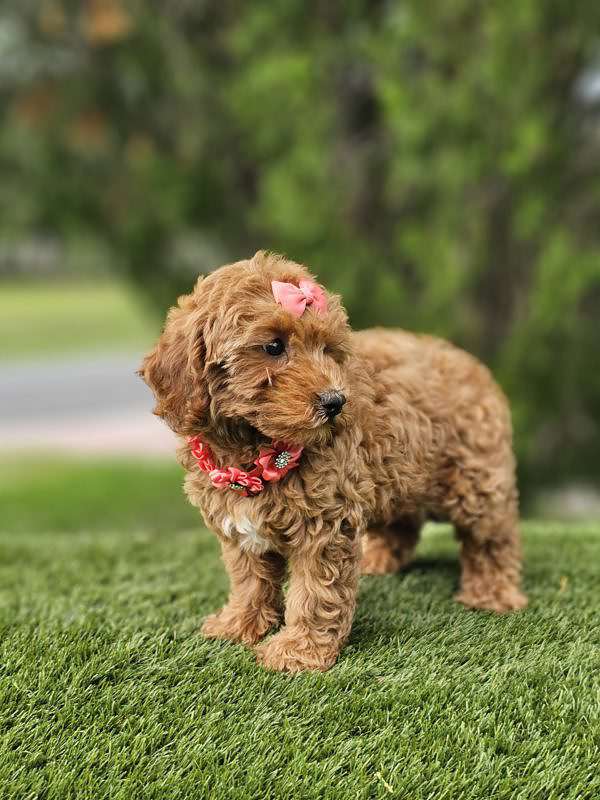 Miniature - Twixie - Female - Image 8