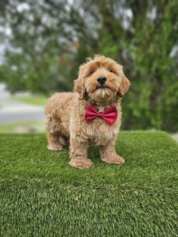 Miniature - Churro - Male
