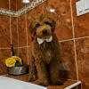 Medium - Sir Fluffington - Male - Image 5