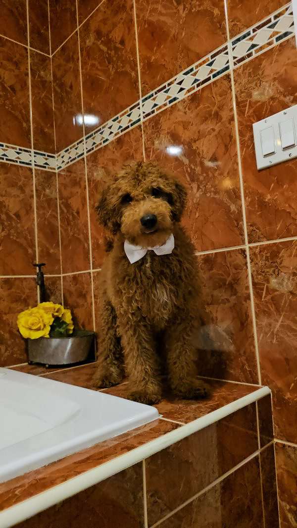 Medium - Sir Fluffington - Male - Image 5