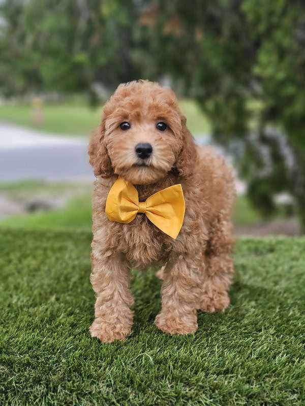 Miniature - Champ - Male - Image 3