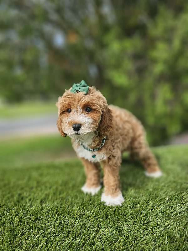 Miniature - Chica - Female - Image 3