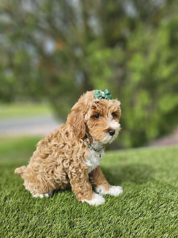 Miniature - Chica - Female - Image 5