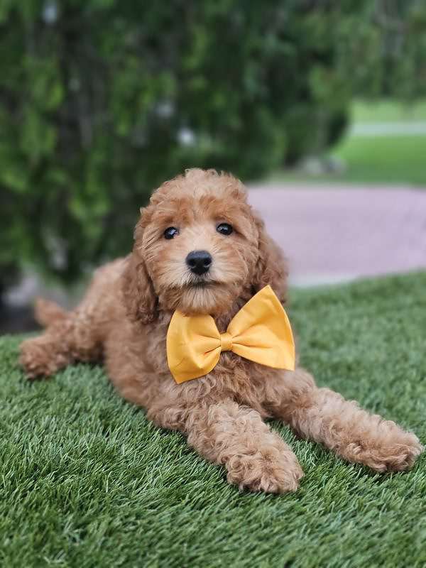 Miniature - Champ - Male - Image 5