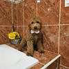 Medium - Sir Fluffington - Male - Image 4