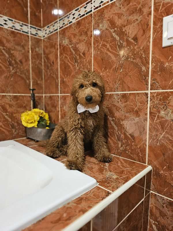 Medium - Sir Fluffington - Male - Image 4