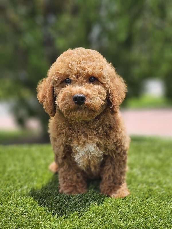 Toy - Cinnamon - Male - Image 3