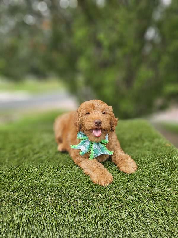 Miniature - Beau - Male - Image 3