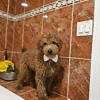 Medium - Sir Fluffington - Male - Image 3