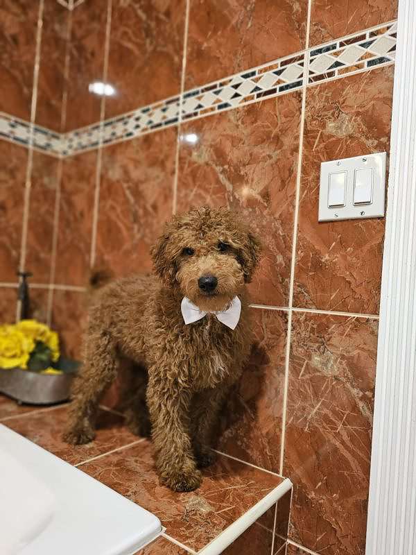 Medium - Sir Fluffington - Male - Image 3