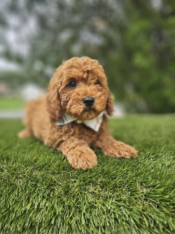 Miniature - Remy - Male - Image 3