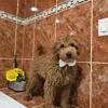 Medium - Sir Fluffington - Male - Image 2