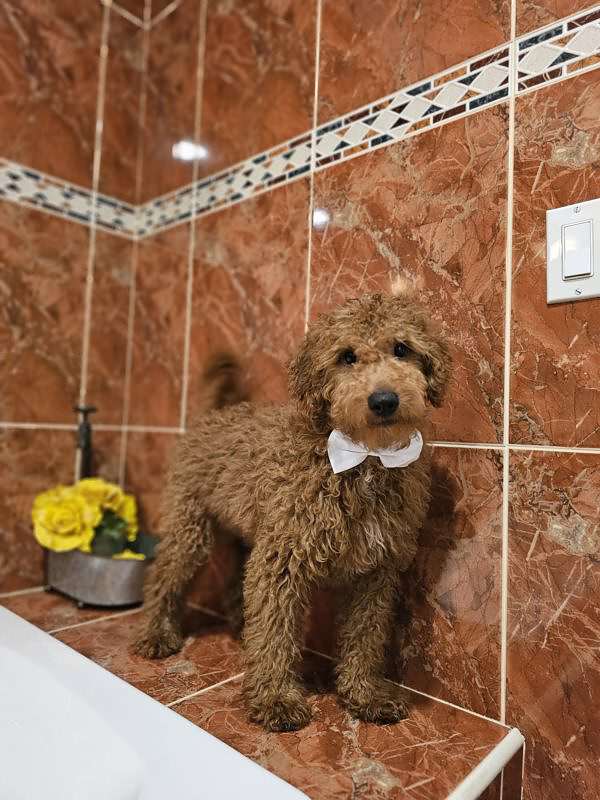 Medium - Sir Fluffington - Male - Image 2