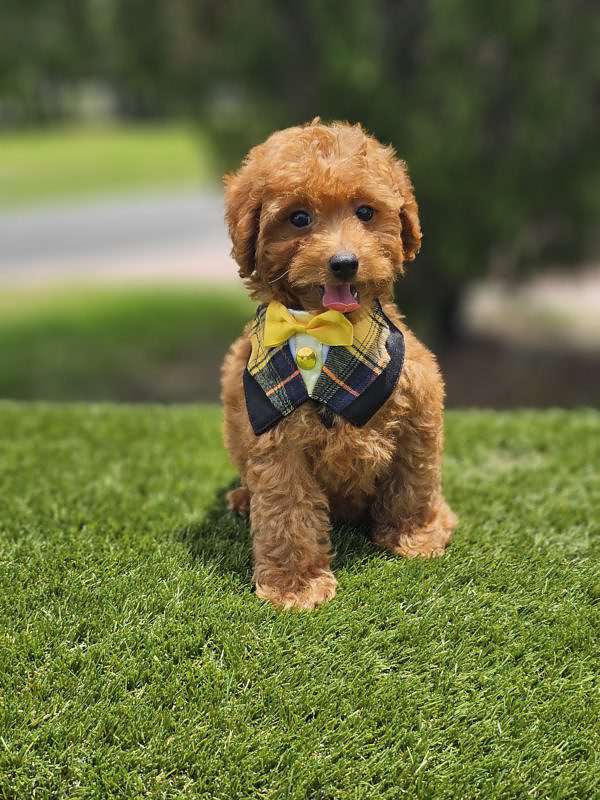 Miniature - Froyo - Male - Image 4