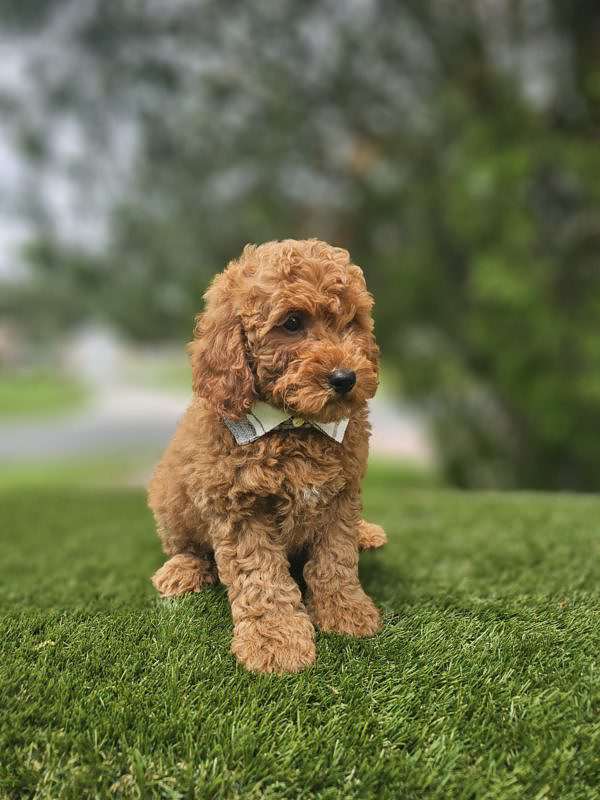 Miniature - Remy - Male - Image 5