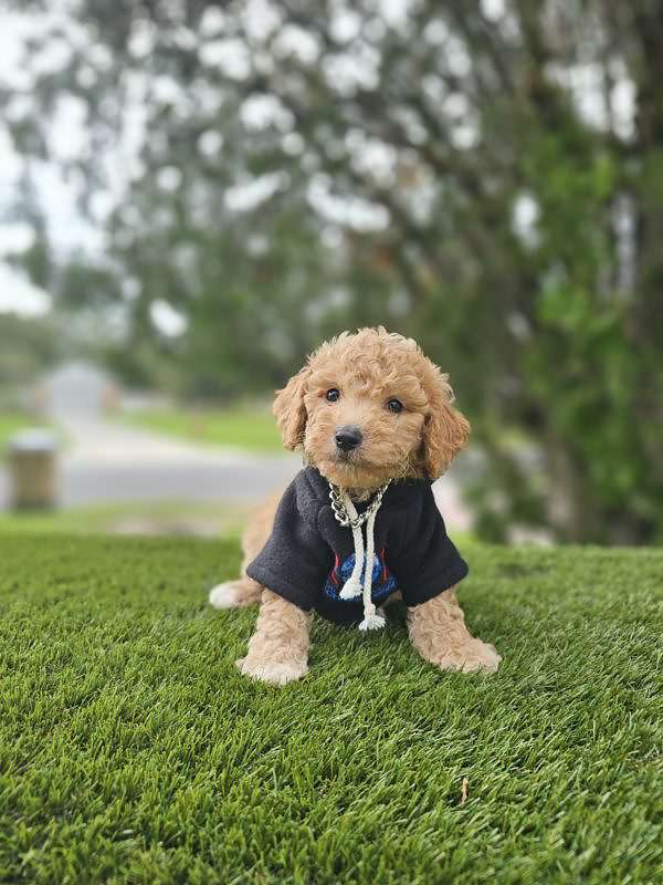 Toy - Sunny - Male - Image 3