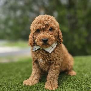 Miniature - Remy - Male