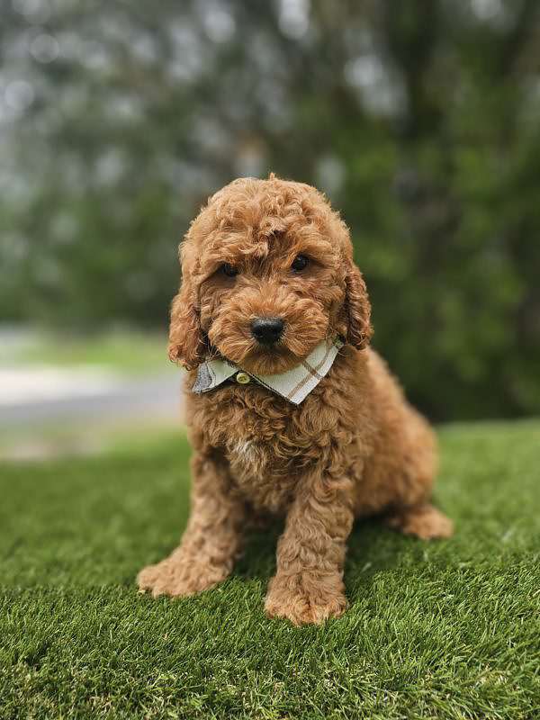 Miniature - Remy - Male