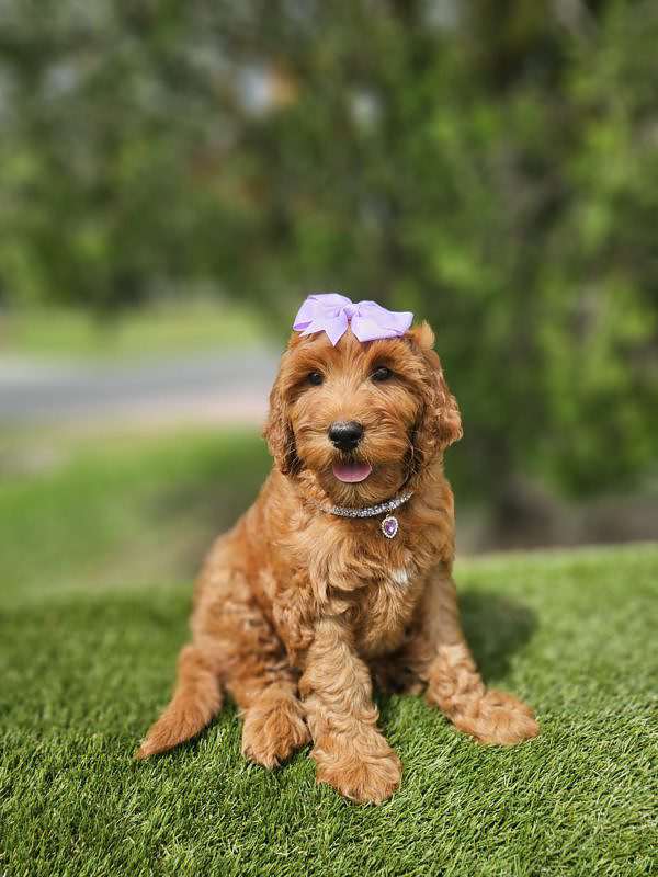 Miniature - Sassy - Female - Image 2