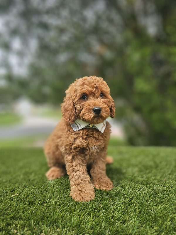 Miniature - Remy - Male - Image 2