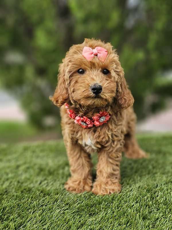 Miniature - Twixie - Female - Image 5