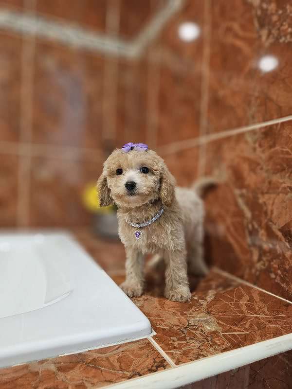 Toy - Lola - Female